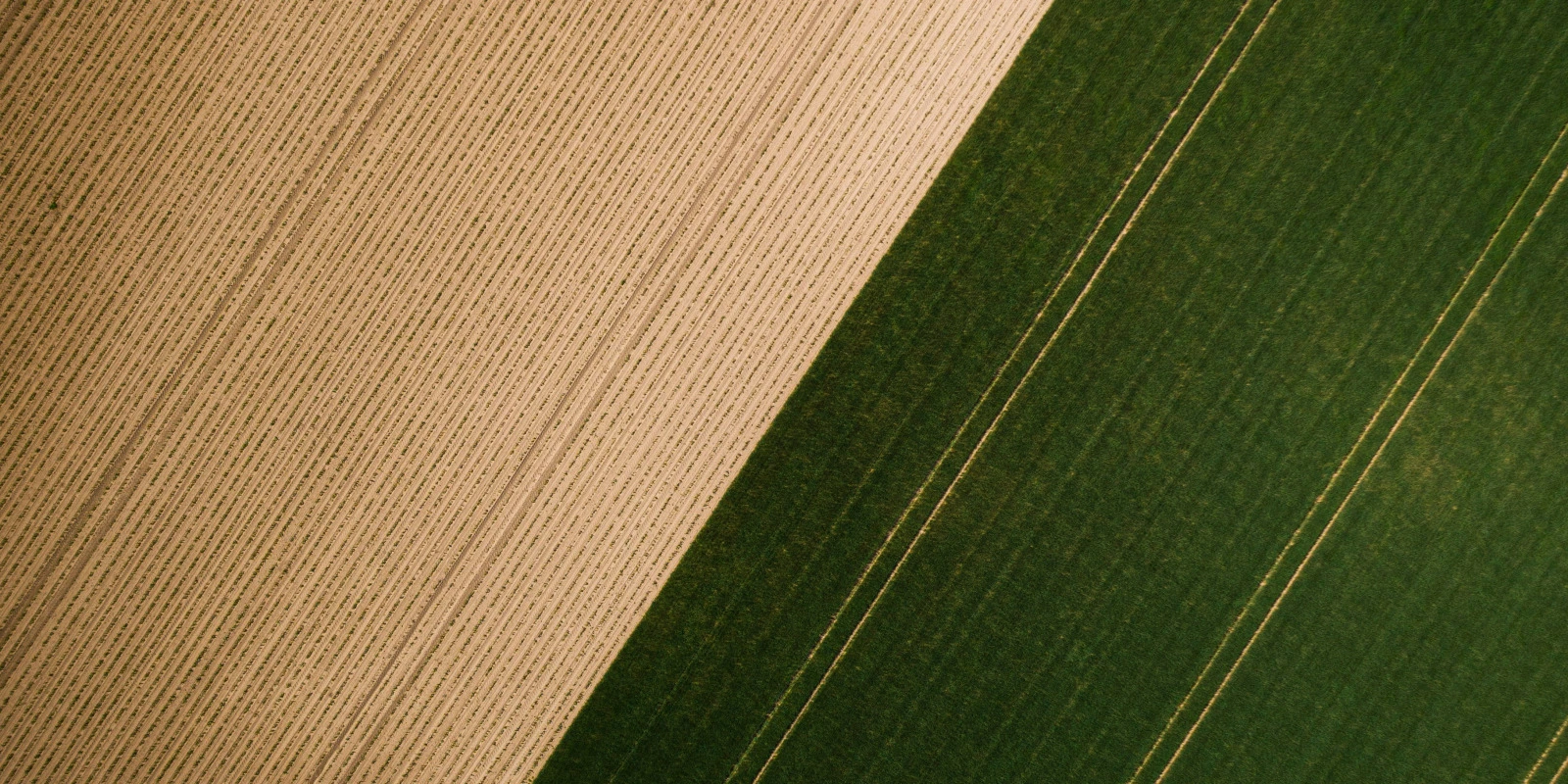 Les Perspectives de Carrière Après une Licence AEI